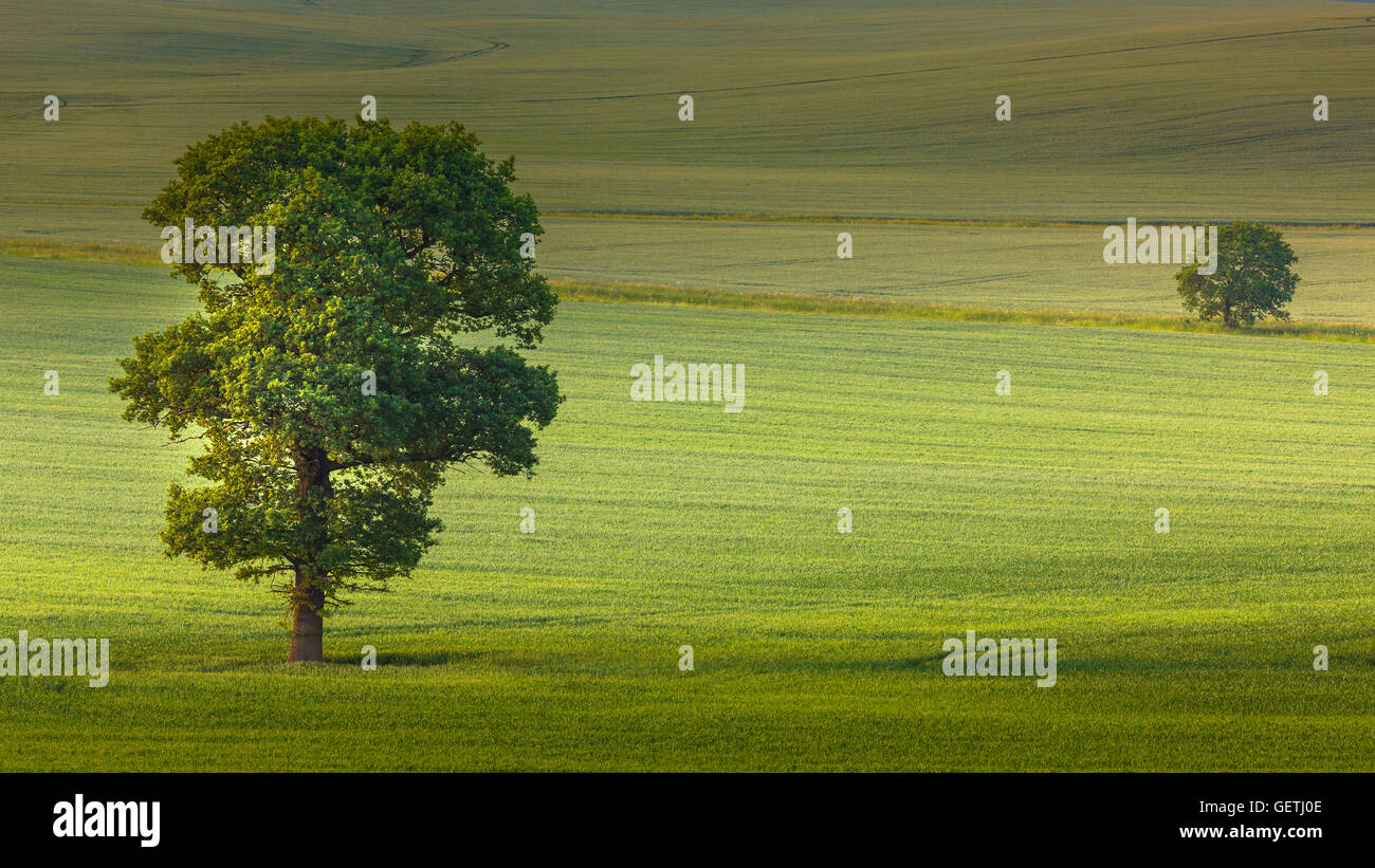 Deux arbres dans une étendue de terres arables. Banque D'Images