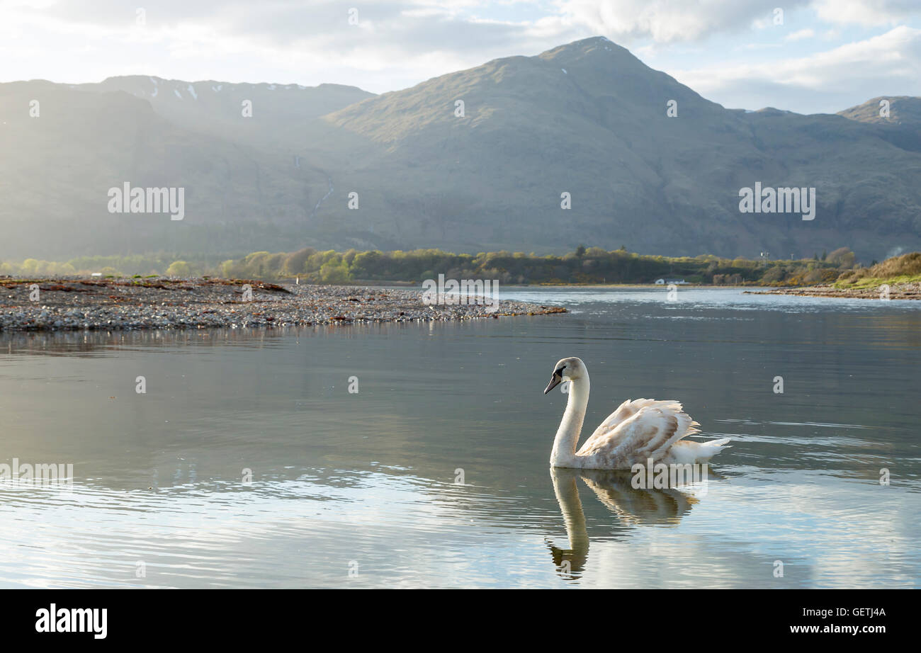 Un cygne sur un loch de mer en Ecosse. Banque D'Images