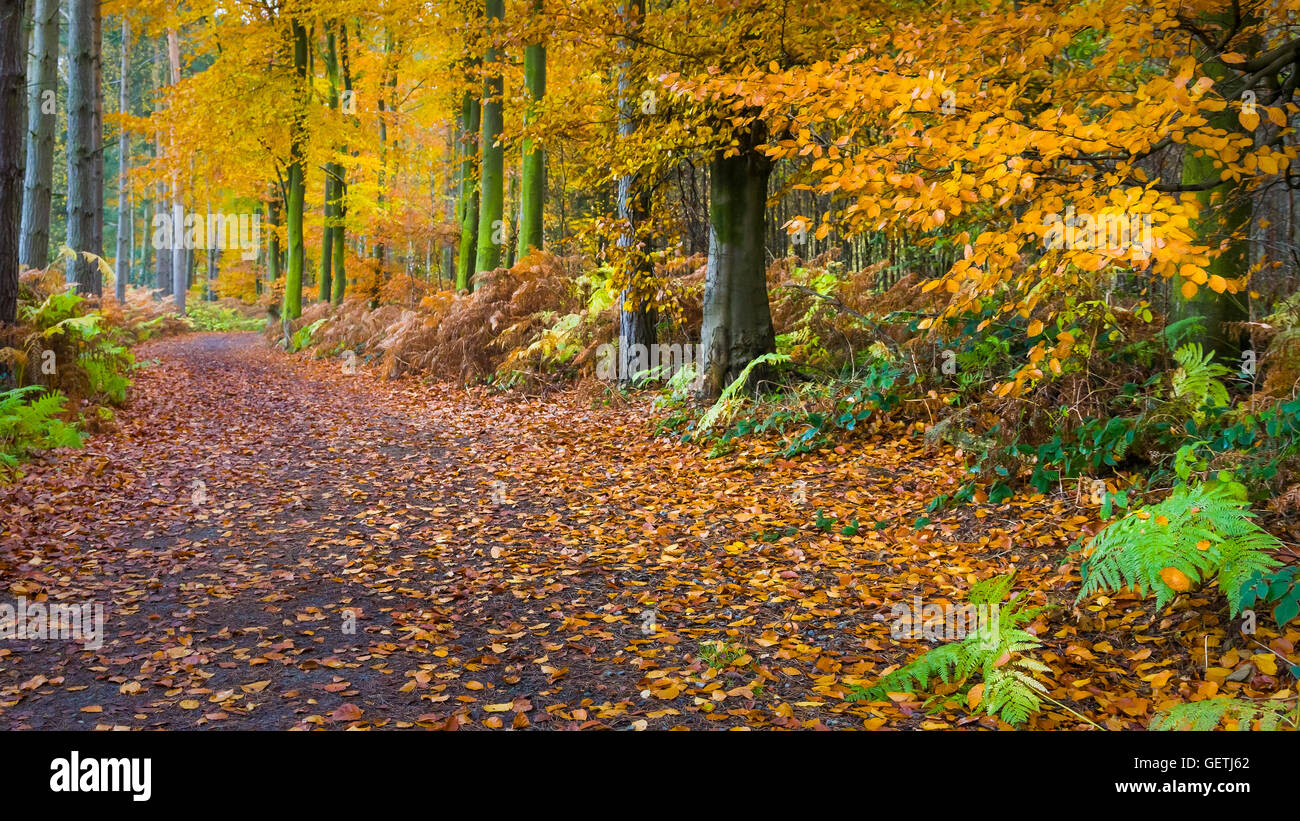 Un chemin à travers des bois de hêtre de la forêt de Charnwood au cours de l'automne. Banque D'Images