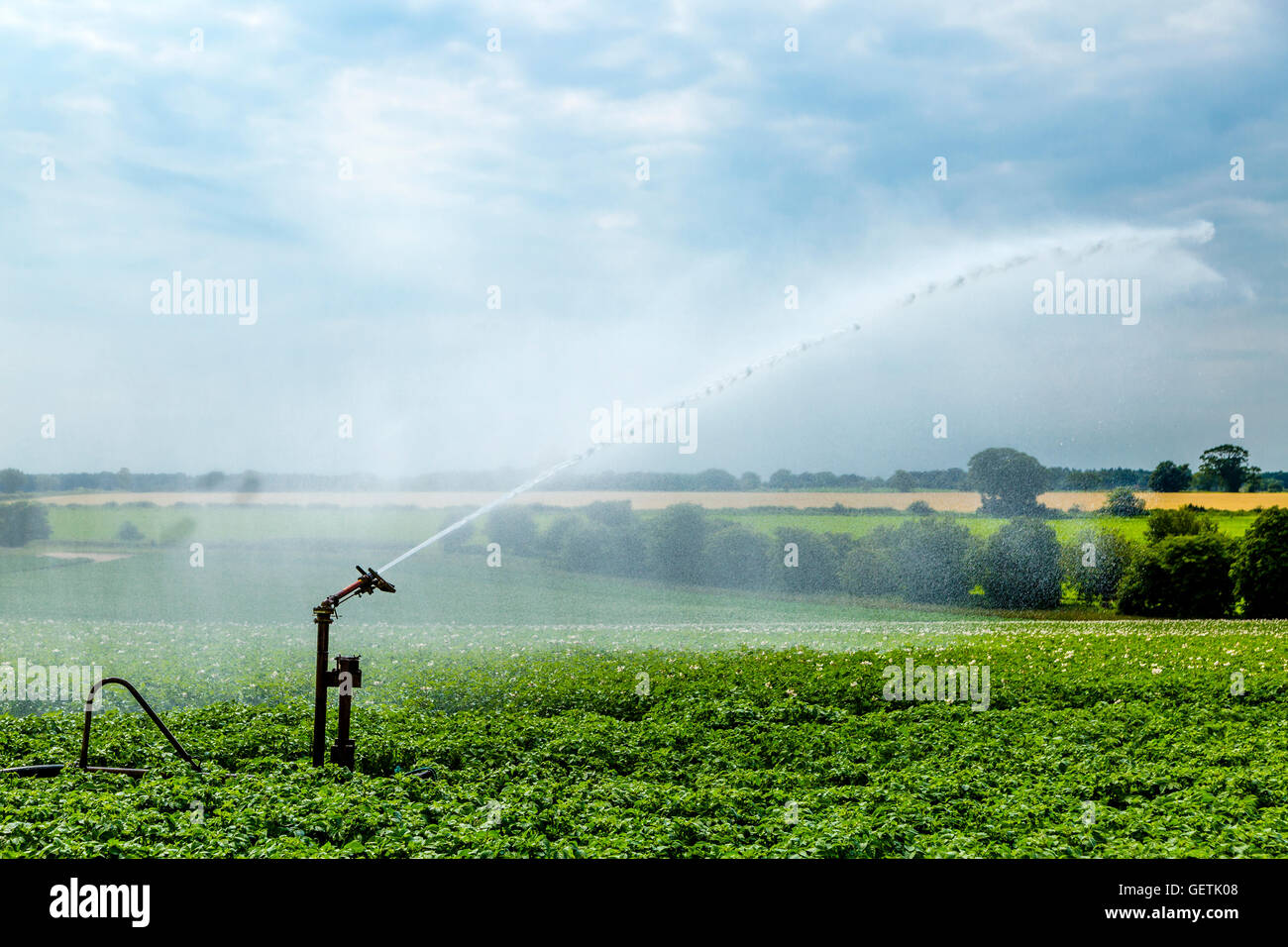 Pulvérisateur agricole de l'eau dans un champ de pommes de terre. Banque D'Images