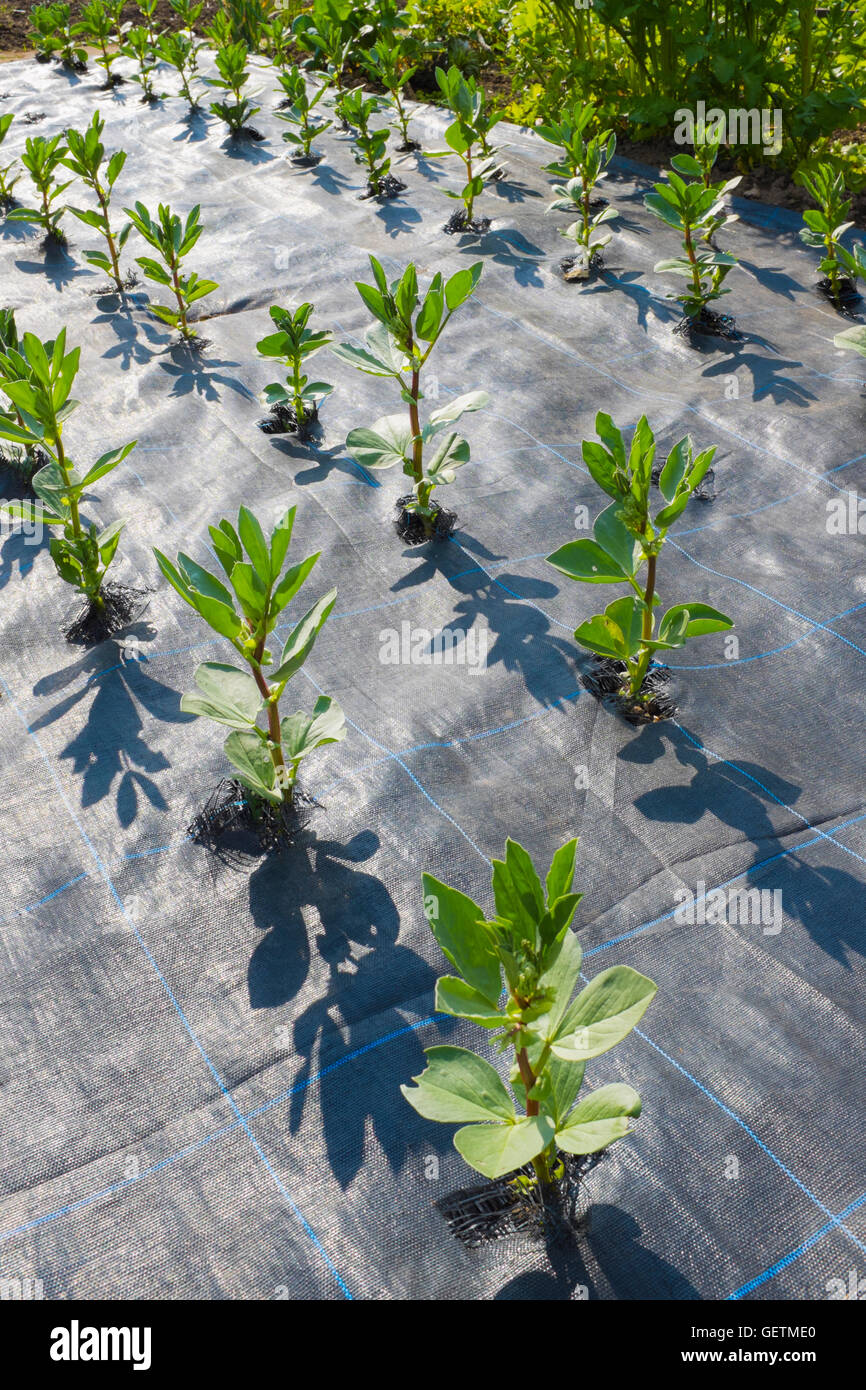 Les fèves qui poussent à travers le contrôle des mauvaises herbes des nattes. Banque D'Images