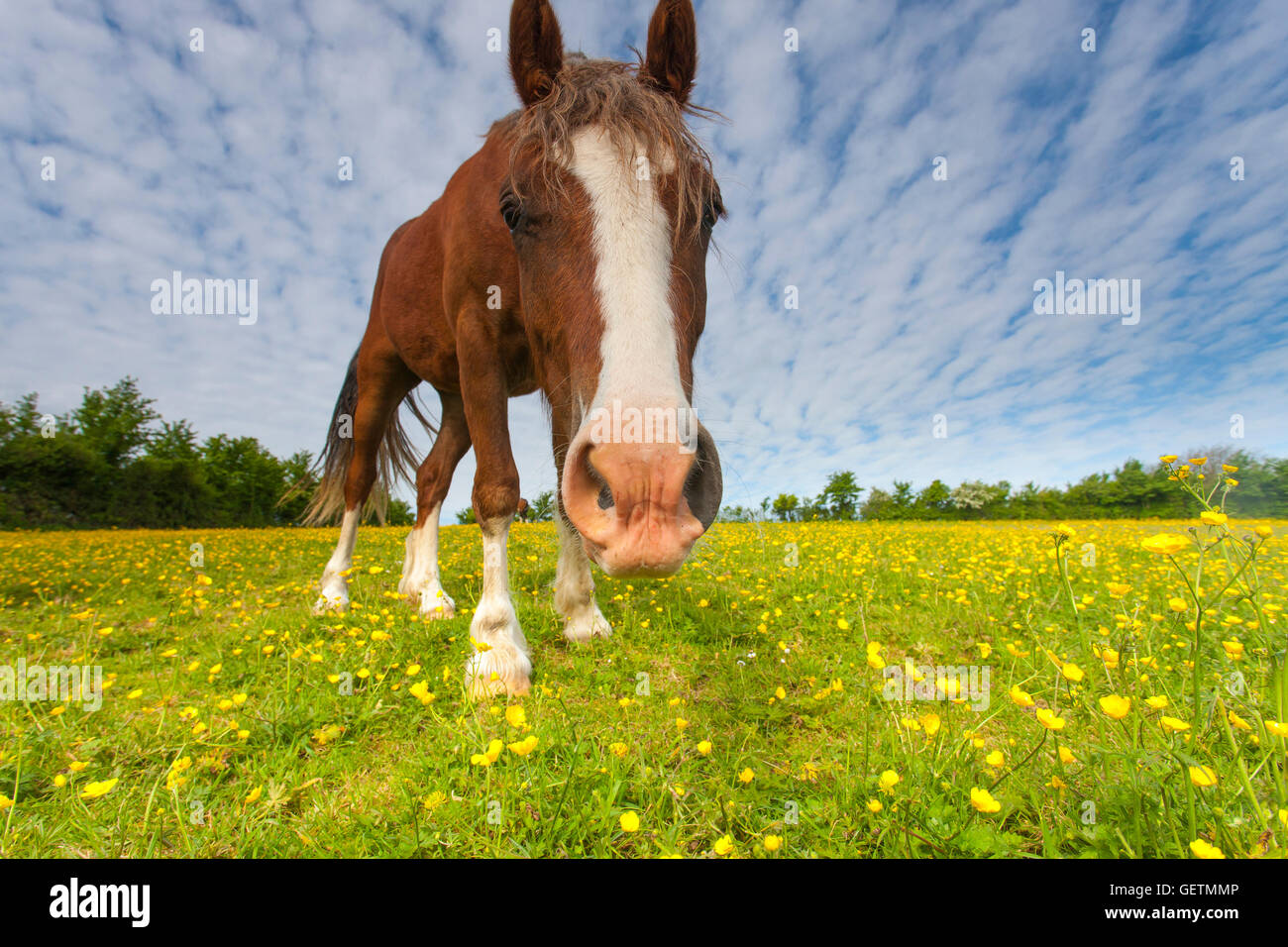 Un cheval alezan dans un champ de renoncules. Banque D'Images