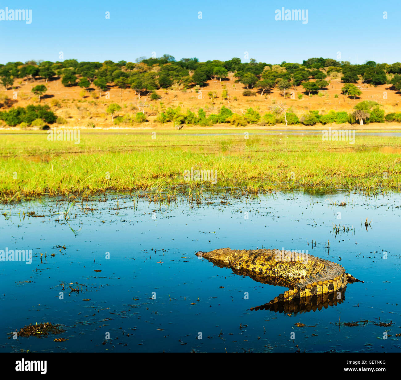 Sur la rivière Chobe Alligator, Chobe National Park, Botswana, Africa Banque D'Images