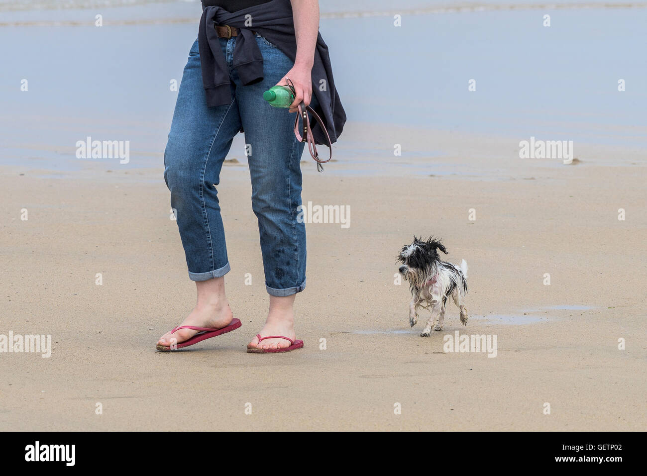 Un très humide et gaines de petit chien suit son propriétaire sur la plage de Fistral à Newquay en Cornouailles. Banque D'Images