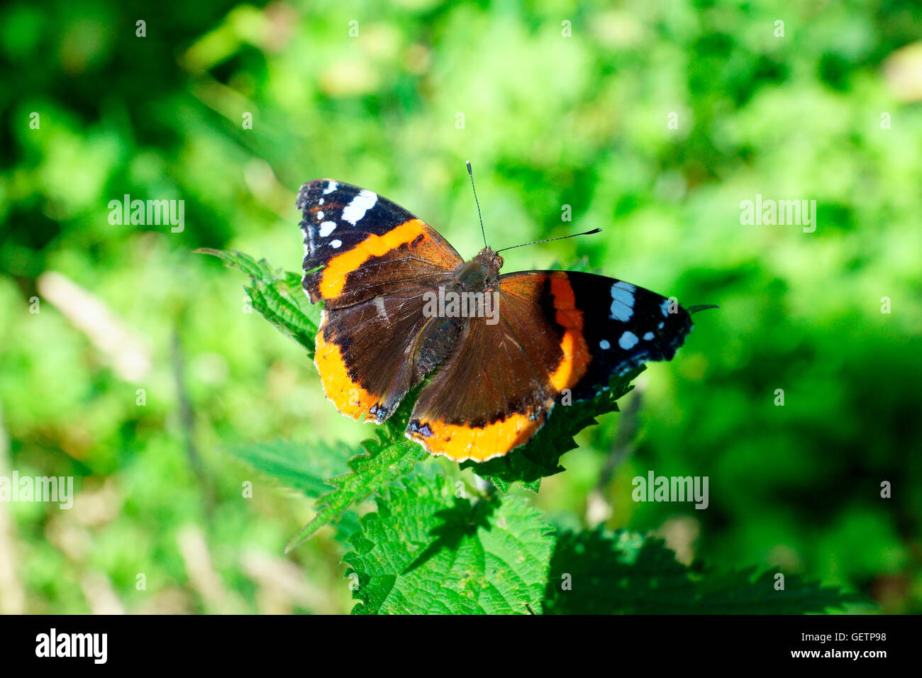 Vulcain (Vanessa atalanta) BUTTERFLY Banque D'Images