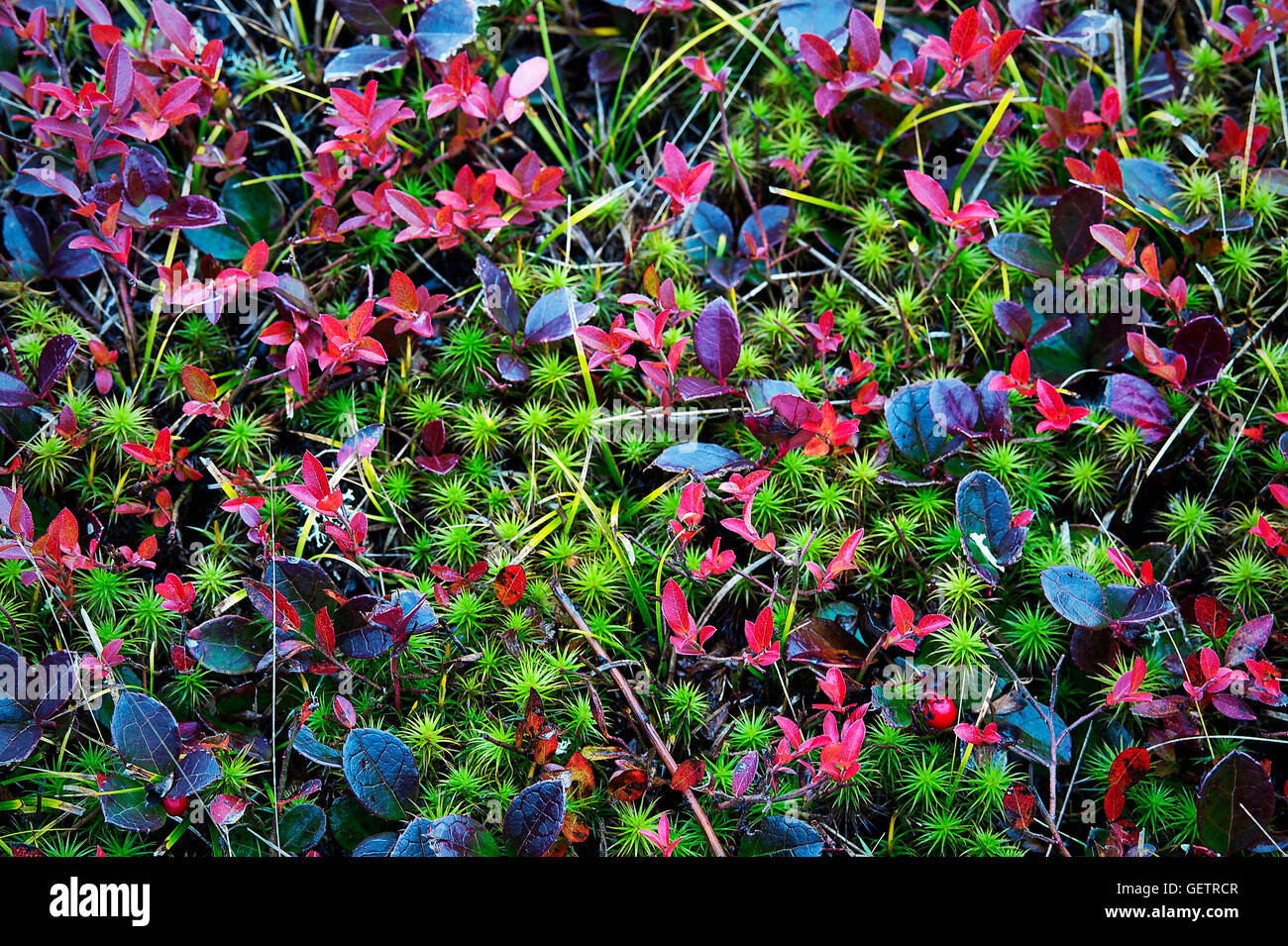 Les plantes couvre-sol d'automne. Banque D'Images