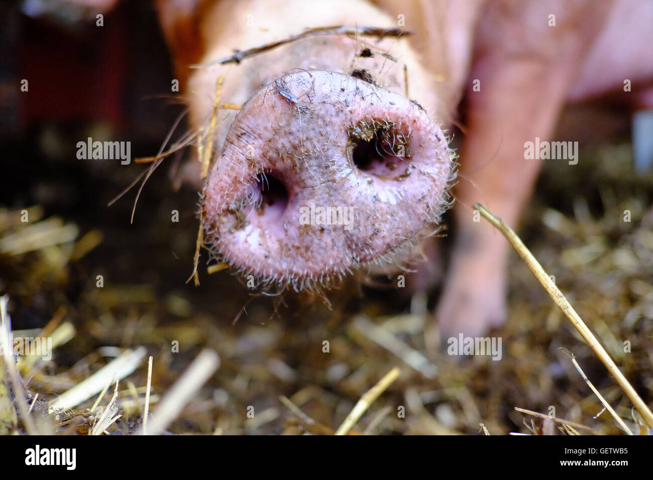 Gros plan d'une de porc montrant la jambe du cochon dans l'arrière-plan entouré de paille. Banque D'Images