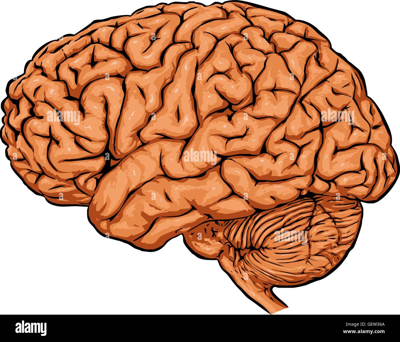 Cerveau humain Illustration de Vecteur