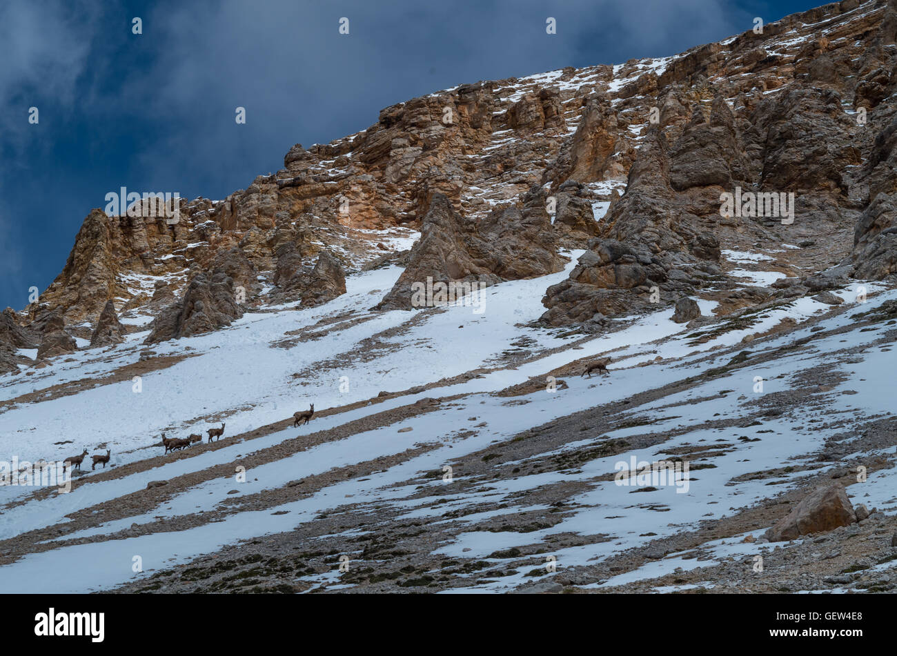 Groupe de jeunes chèvre de montagne au printemps, Dolomites Tyrol du Sud, Italie Banque D'Images