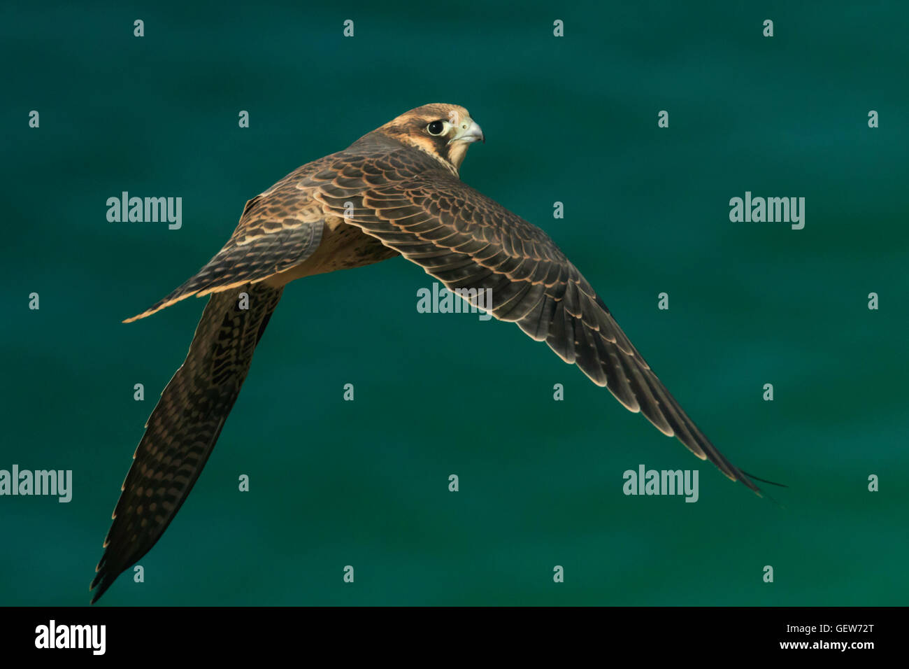 Le faucon pèlerin (Falco peregrinus). Oiseau de proie juvénile survolant la mer verte, vu au niveau de l'oeil Banque D'Images