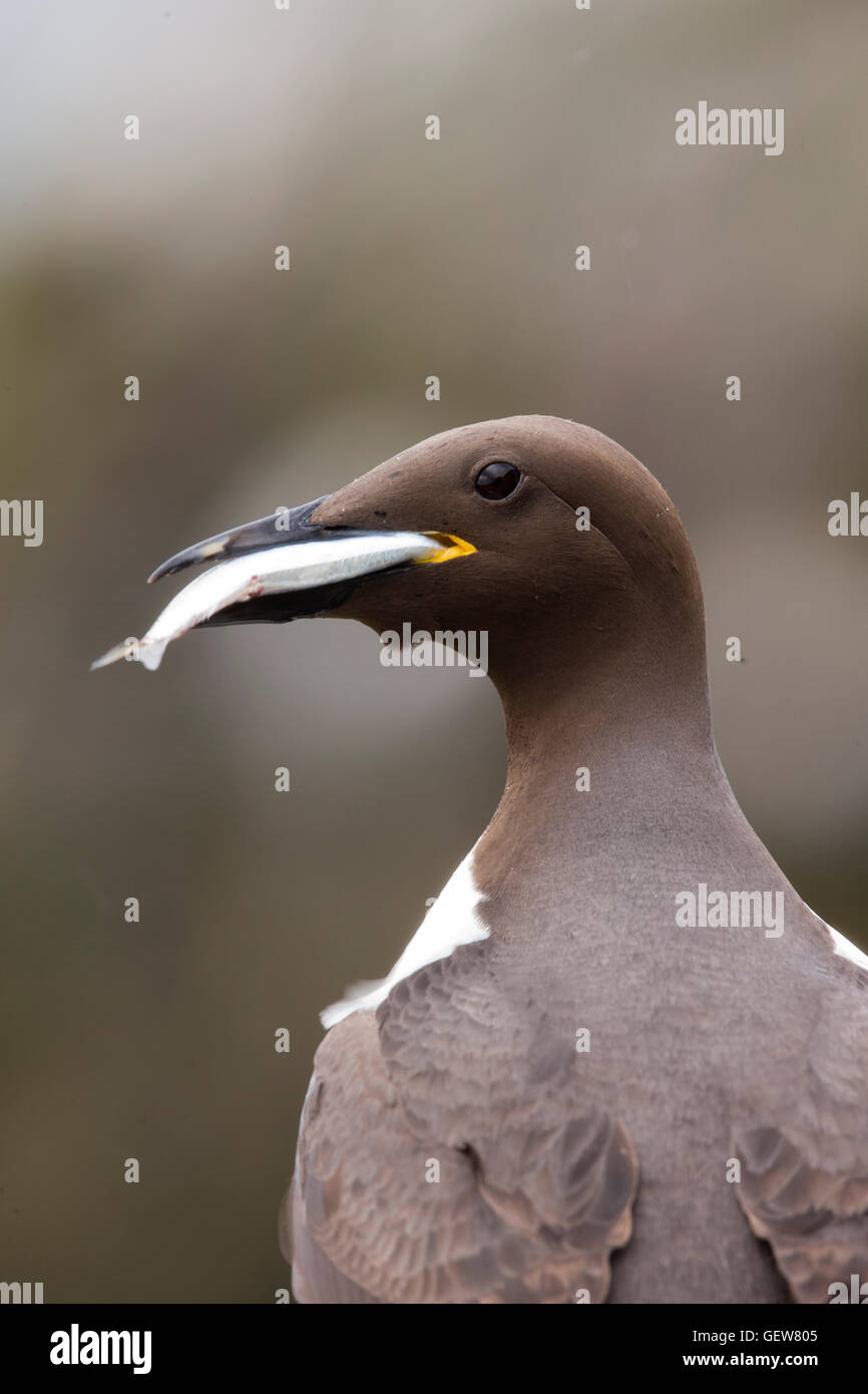 Guillemot Banque D'Images