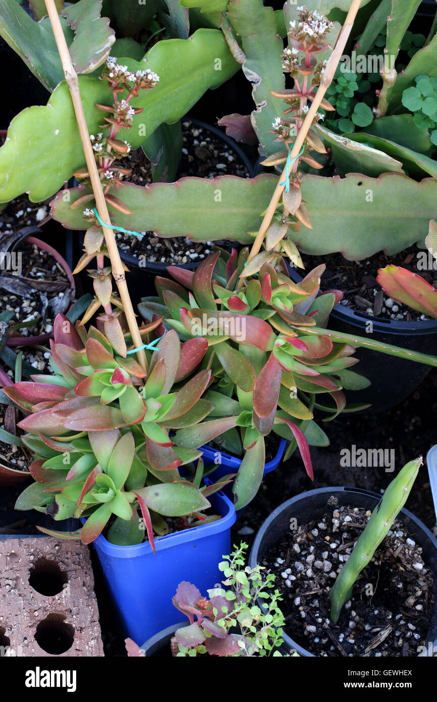 Orchid Cactus Epiphyllum croissante ou Crassula Capitella et succulentes de camp dans un pot Banque D'Images