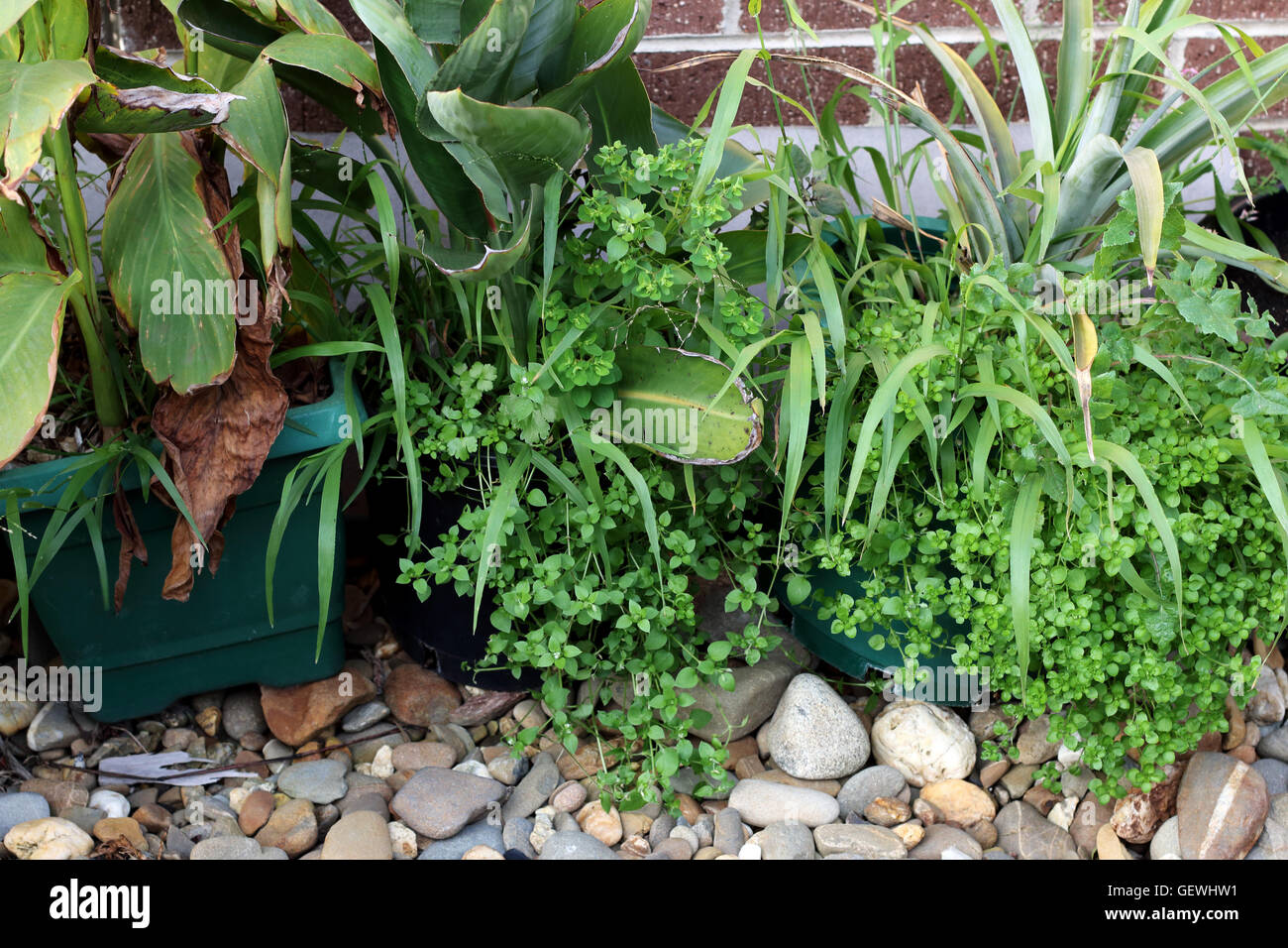 Les mauvaises herbes et l'herbe poussant dans les pots de fleurs à Melbourne Australie Victoria Banque D'Images