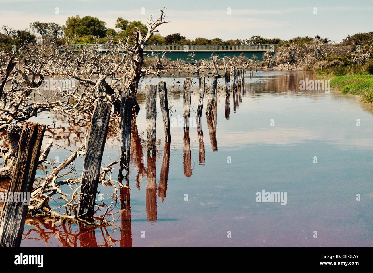 Poteaux de bois au lac Coogee zones humides dans la diminution de la perspective avec passerelle pour piétons à Munster, l'ouest de l'Australie. Banque D'Images