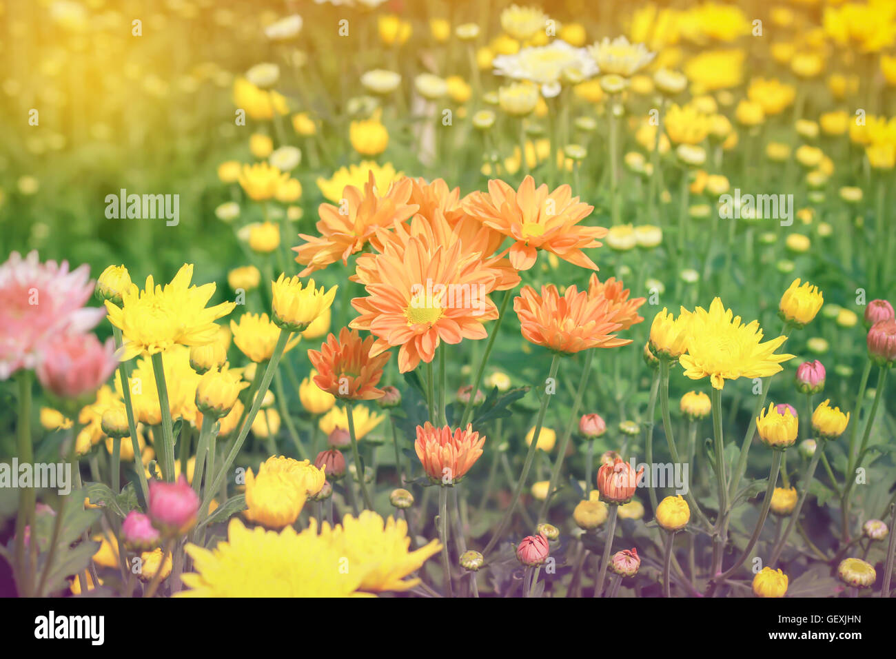 Chrysanthème orange en couleur pastel style ton jardin Banque D'Images