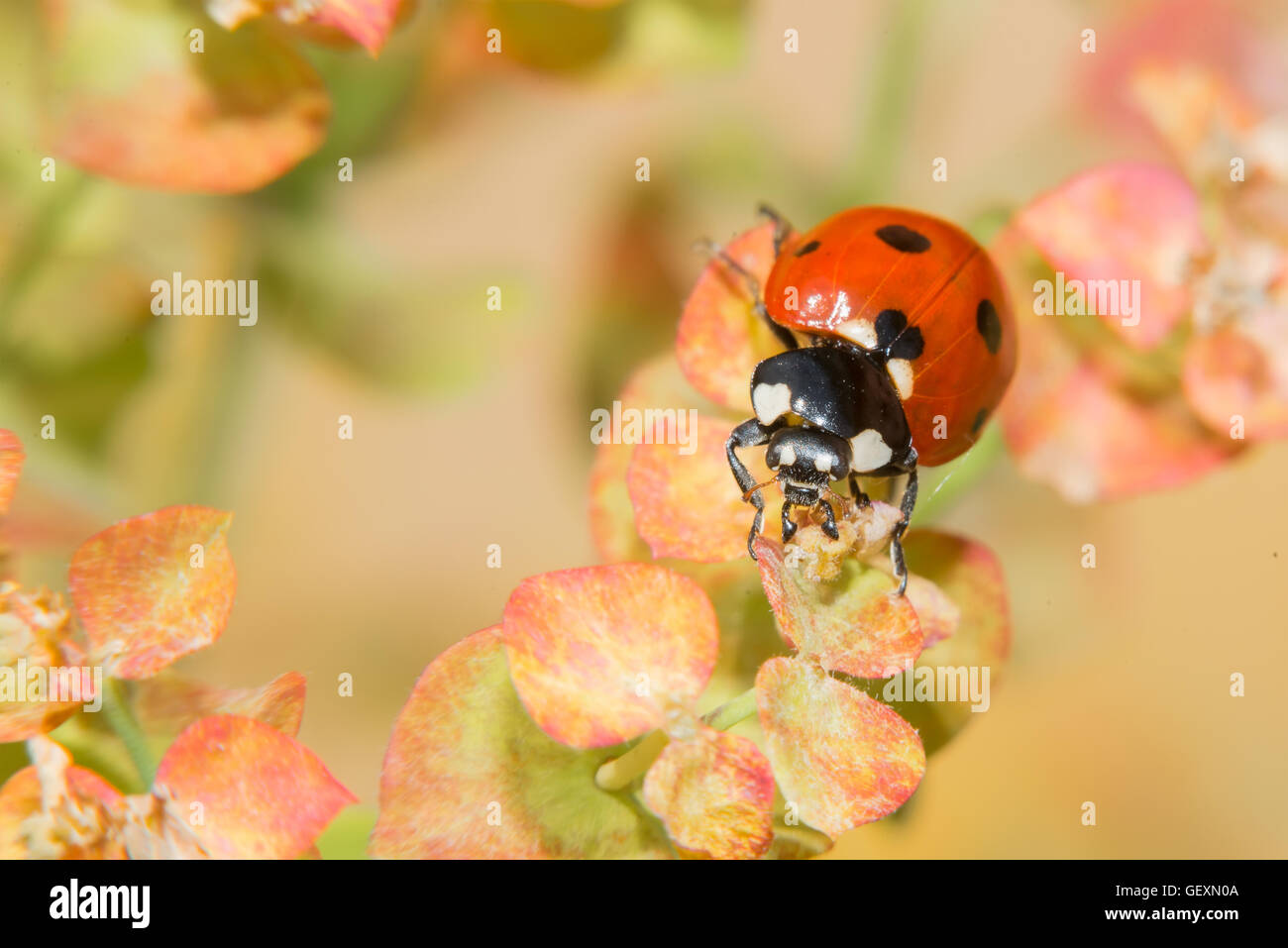 Ladybug ramper sur une petite fleurs décoratives bush Banque D'Images