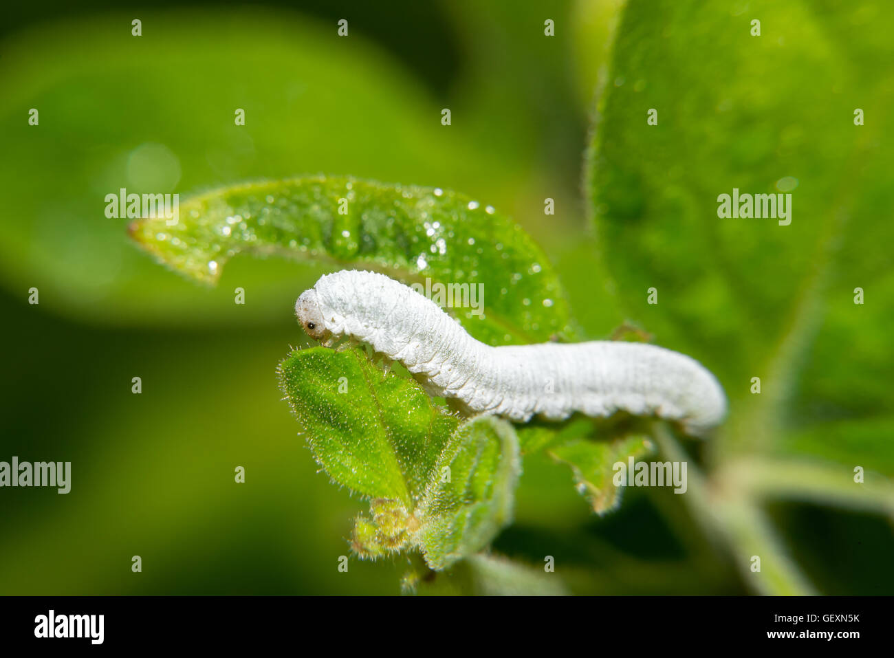 Peu manger caterpillar vert feuille Banque D'Images