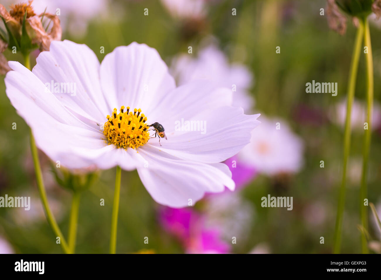 Insectes et fleurs cosmos libre dans le jardin Banque D'Images
