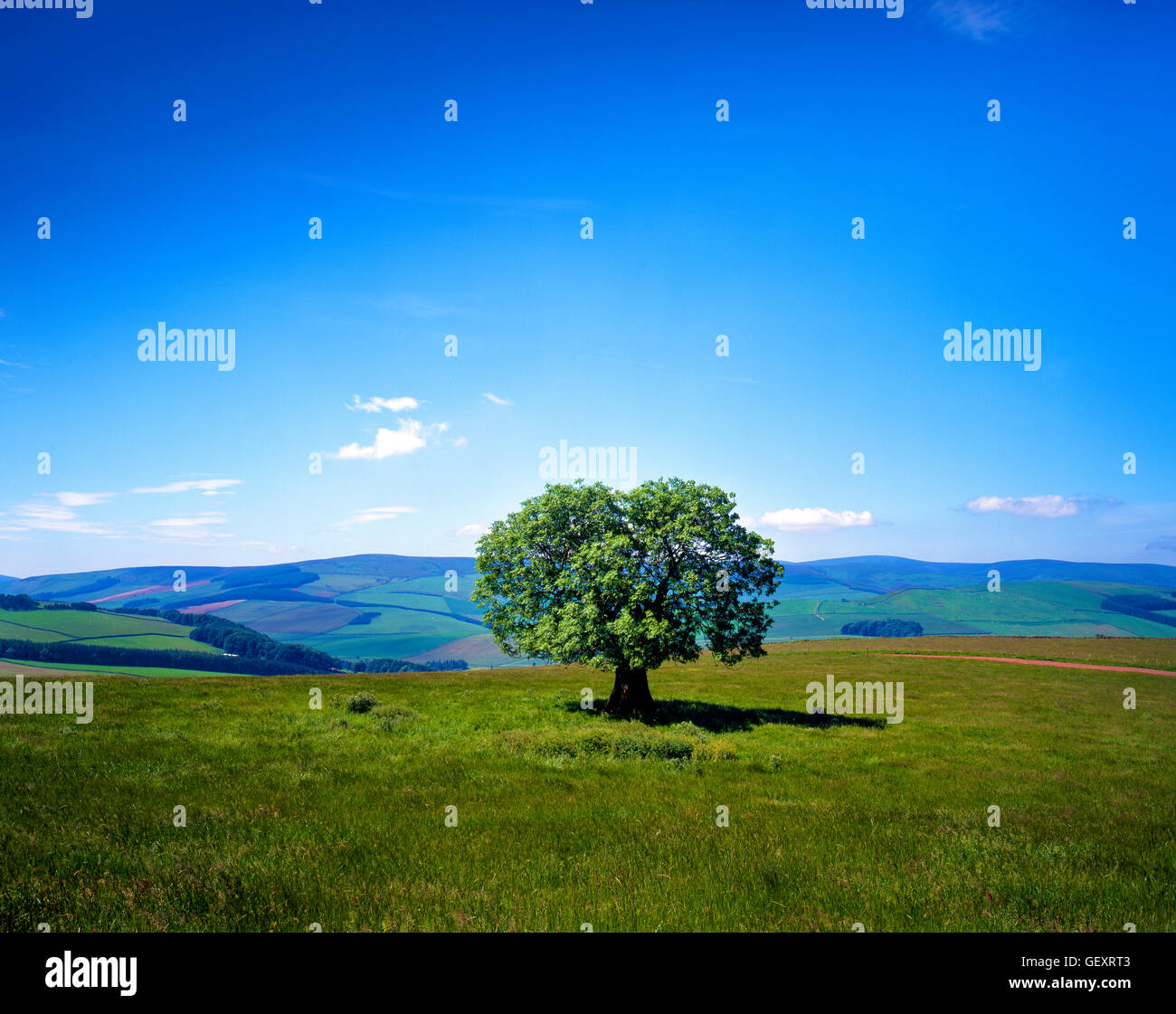Une vue d'été d'un arbre isolé à la recherche à travers les collines de la région des Scottish Borders. Banque D'Images