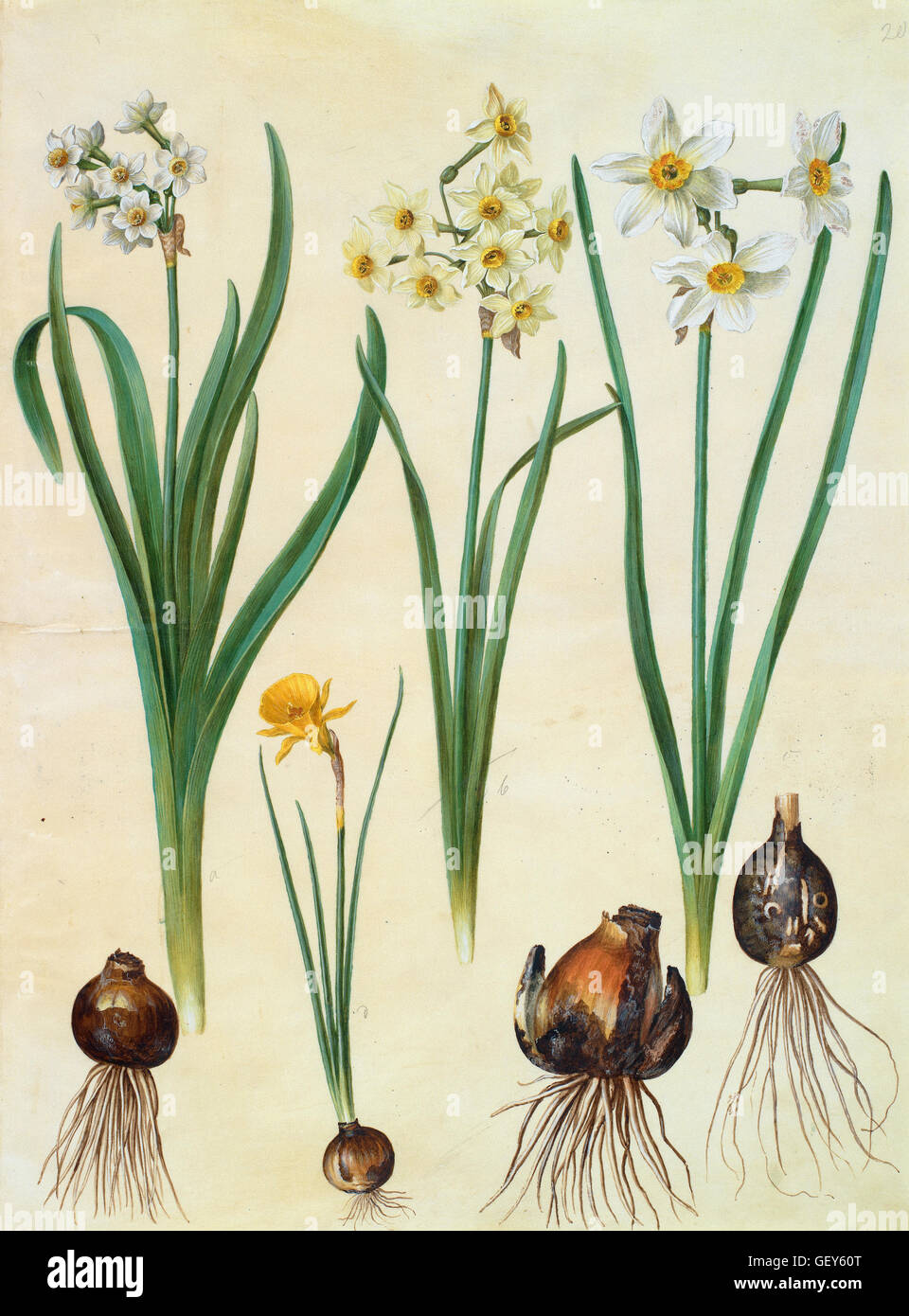 Johannes Simon - Holtzbecher ; Narcissus tazetta Narcissus bulbocodium orientalis ; Corbularia Banque D'Images Johannes Simon - Holtzbecher ; Narcissus tazetta Narcissus bulbocodium orientalis ; Corbularia Banque D'Images
