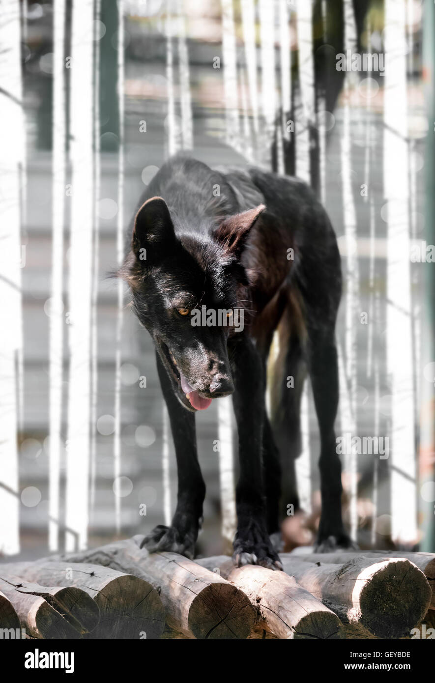 Les animaux sauvages le loup noir close-up Banque D'Images