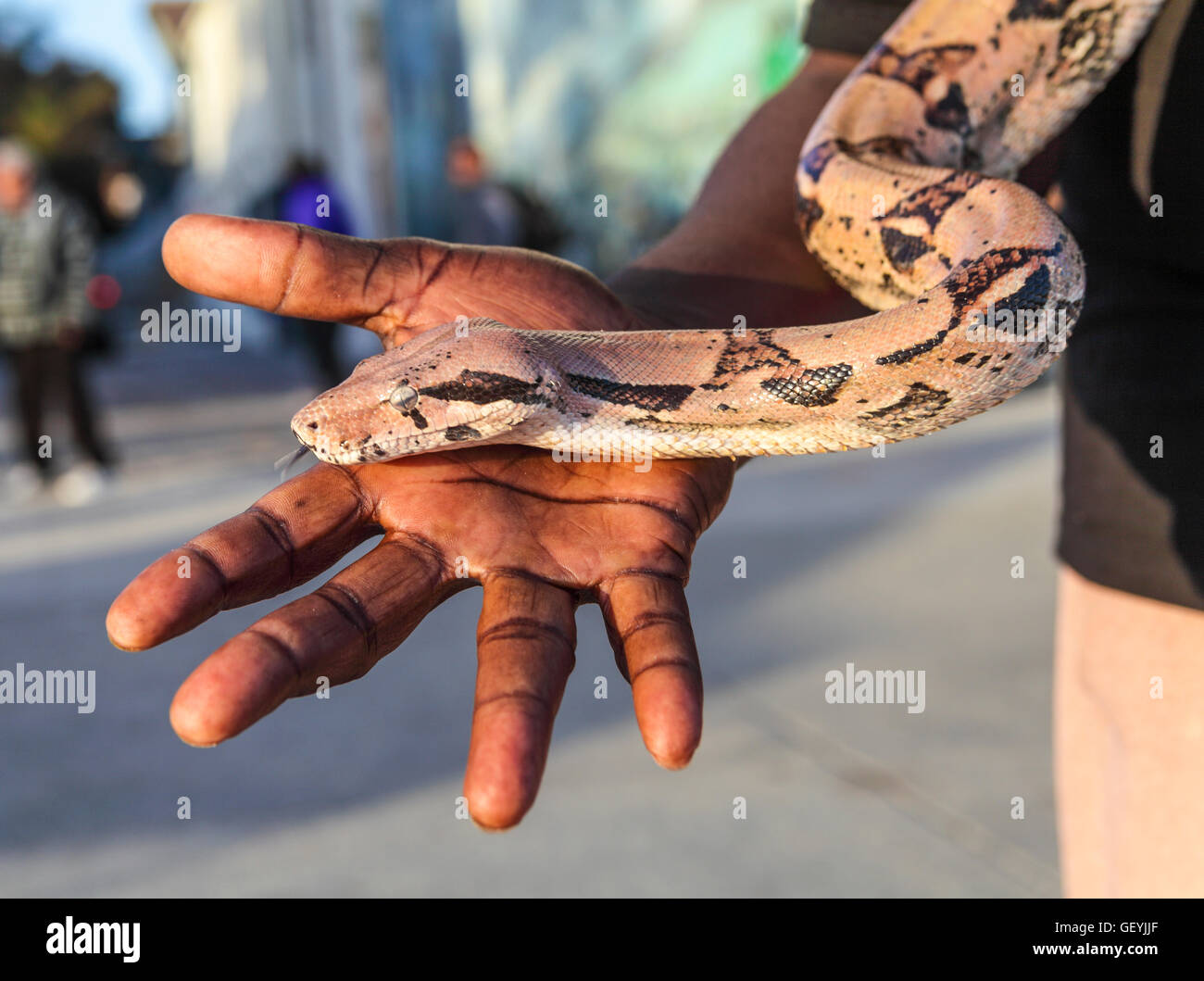 Amateur de serpent à la promenade de Venice, qui vous permet de tenir les passants pour un don de serpent Banque D'Images