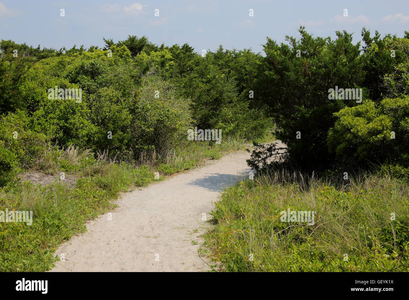 Chemin de sable à la plage à travers les buissons et l'herbe Banque D'Images