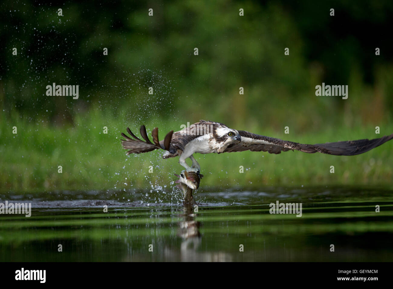 Osprey battant dans la pêche Banque D'Images