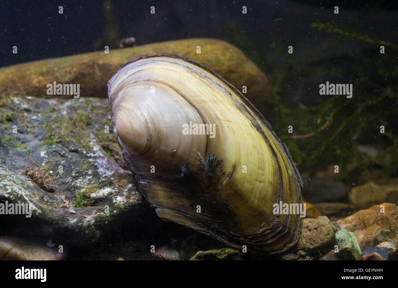 Moules de Swan Banque D'Images