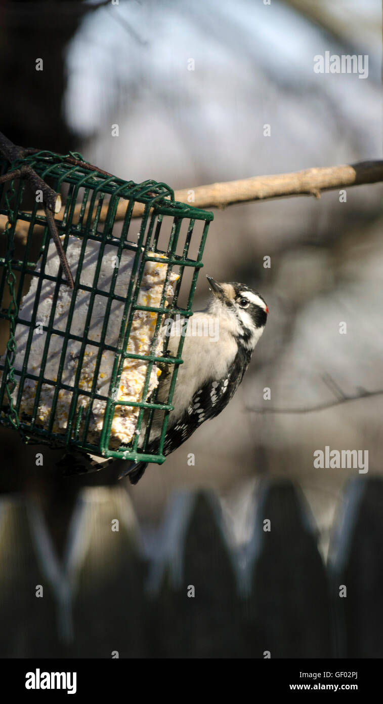 Pic d'alimentation suif d'alimentation Banque D'Images