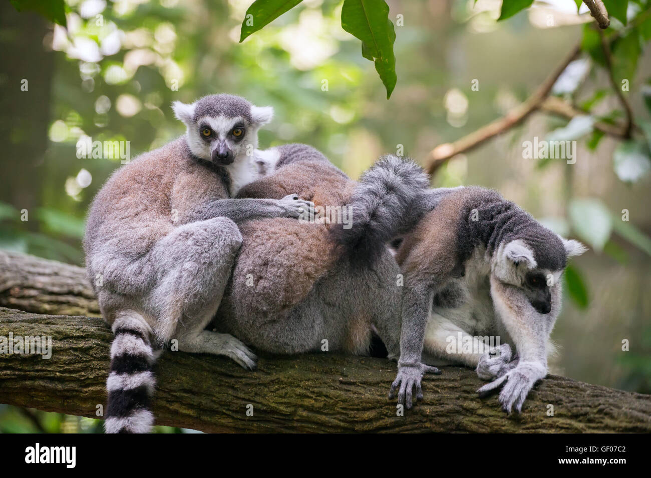 Ring-tailed lémuriens (Lemur catta) assis sur la branche d'arbre Banque D'Images