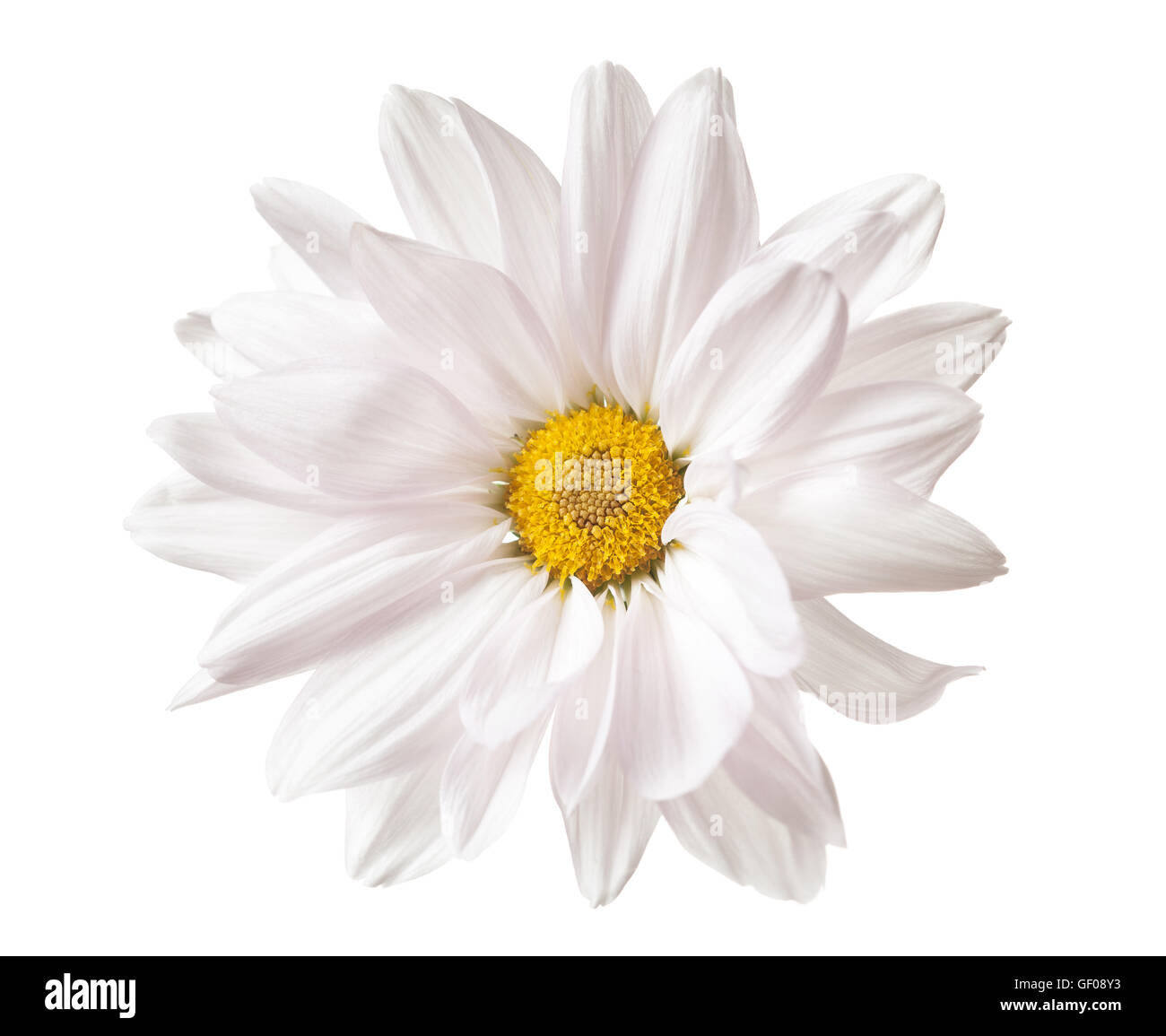 Daisy fleur blanche de marguerites jaunes fleurs floral fleur isolée Banque D'Images