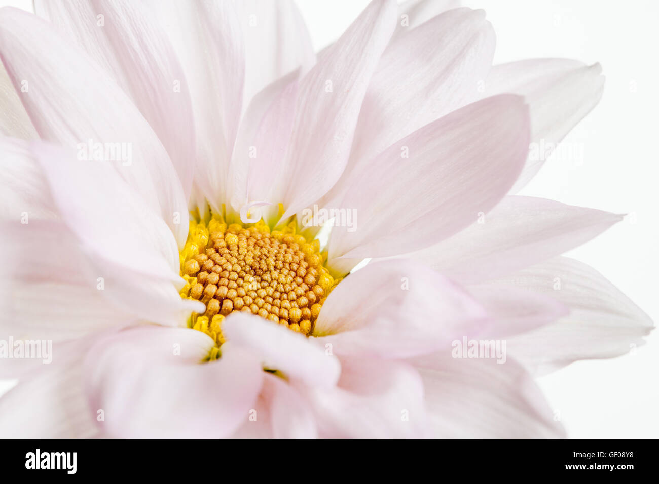 Daisy fleur blanche de marguerites jaunes fleurs floral fleur isolée Banque D'Images