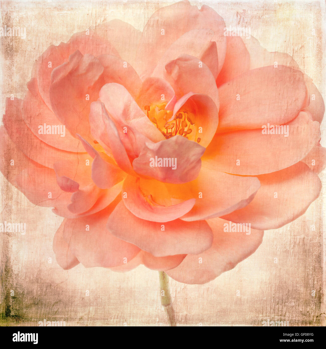 Jardin de fleurs rose saumon Peach Pink Floral avec Vintage Background Banque D'Images