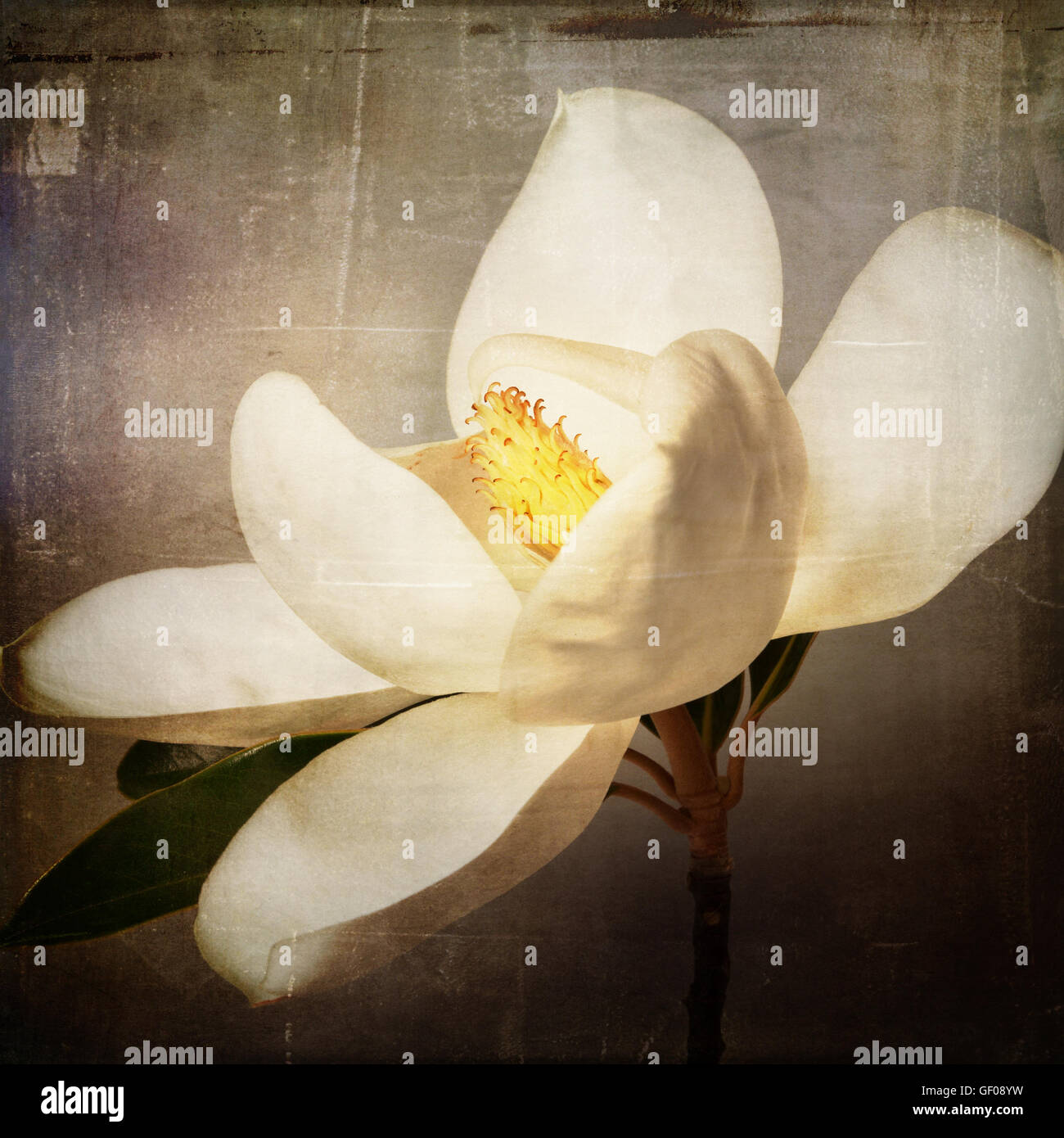 Fleur de Magnolia Blanc avec imprimé floral Vintage Texture Background Banque D'Images
