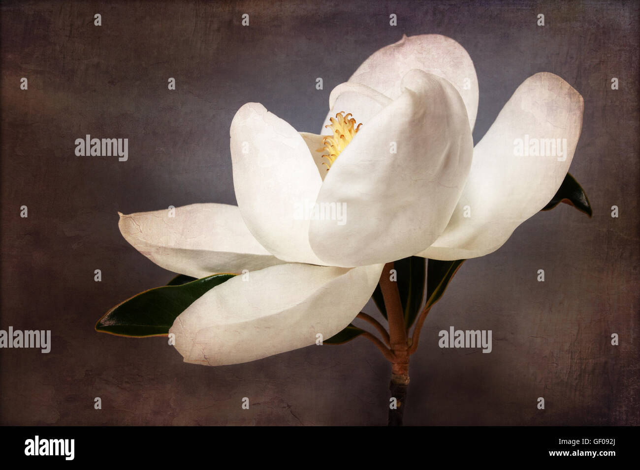 Magnolia fleurs floral fleurs de magnolias blancs Banque D'Images