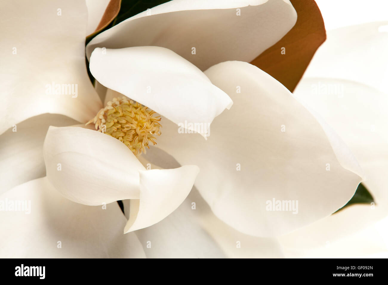 White Magnolia Blossom Floral High Key Banque D'Images
