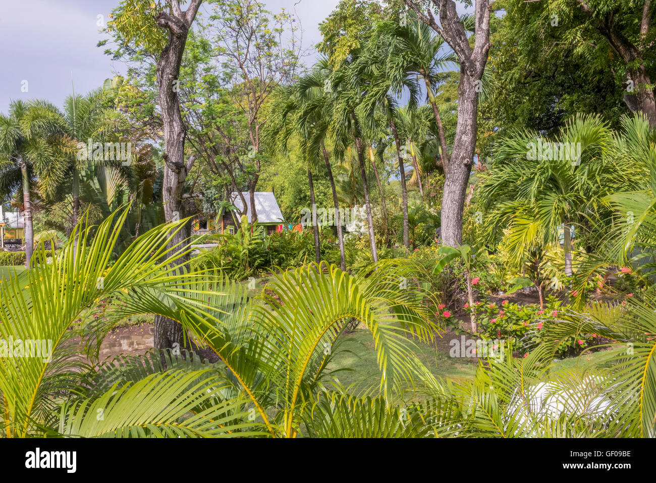 Le jardin luxuriant de Romney Manor ST. Kitts Antilles Banque D'Images
