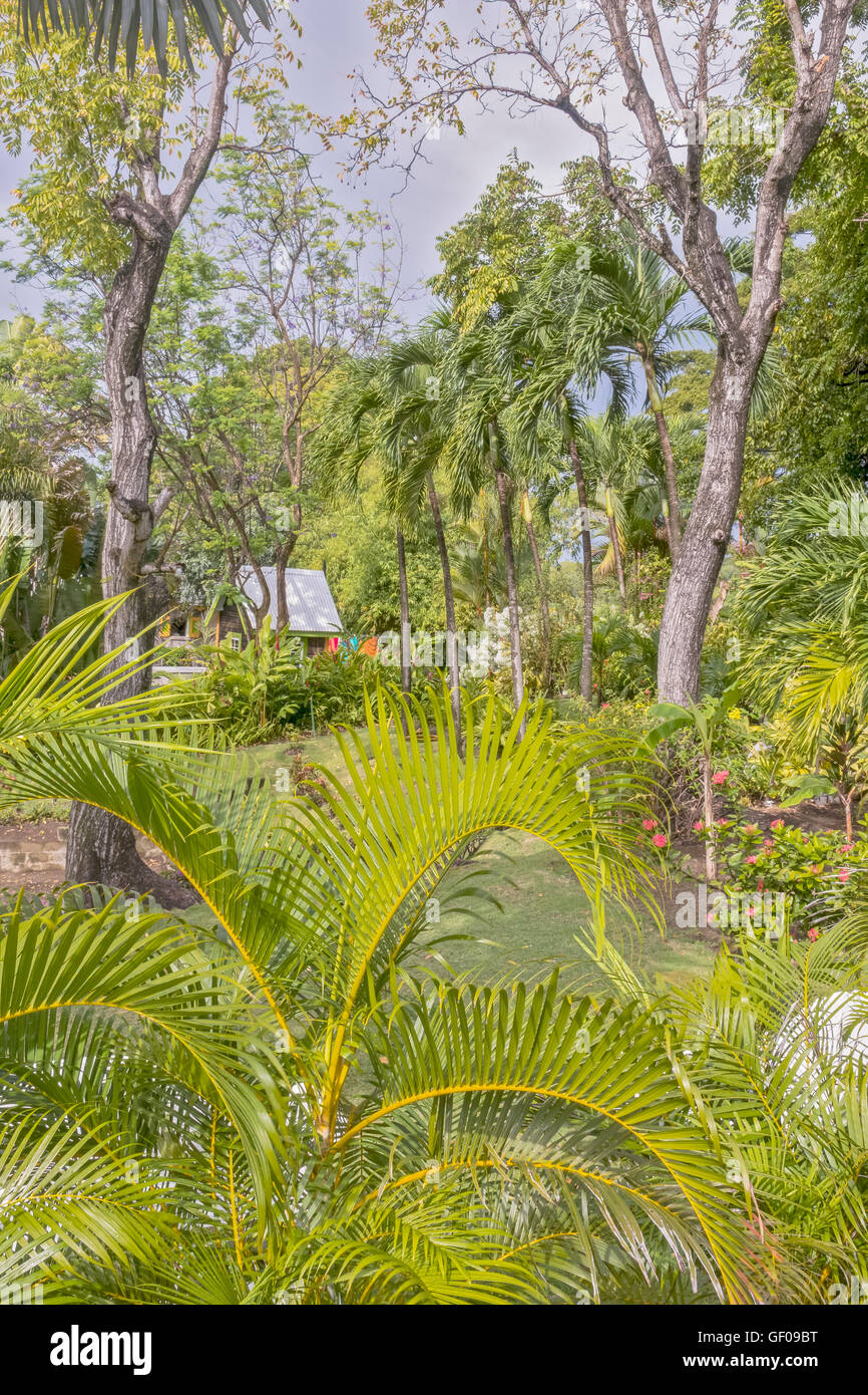 Le jardin luxuriant de Romney Manor ST. Kitts Antilles Banque D'Images
