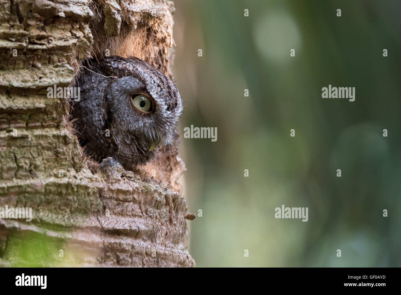 Petit-duc maculé dans le trou du palmier Banque D'Images