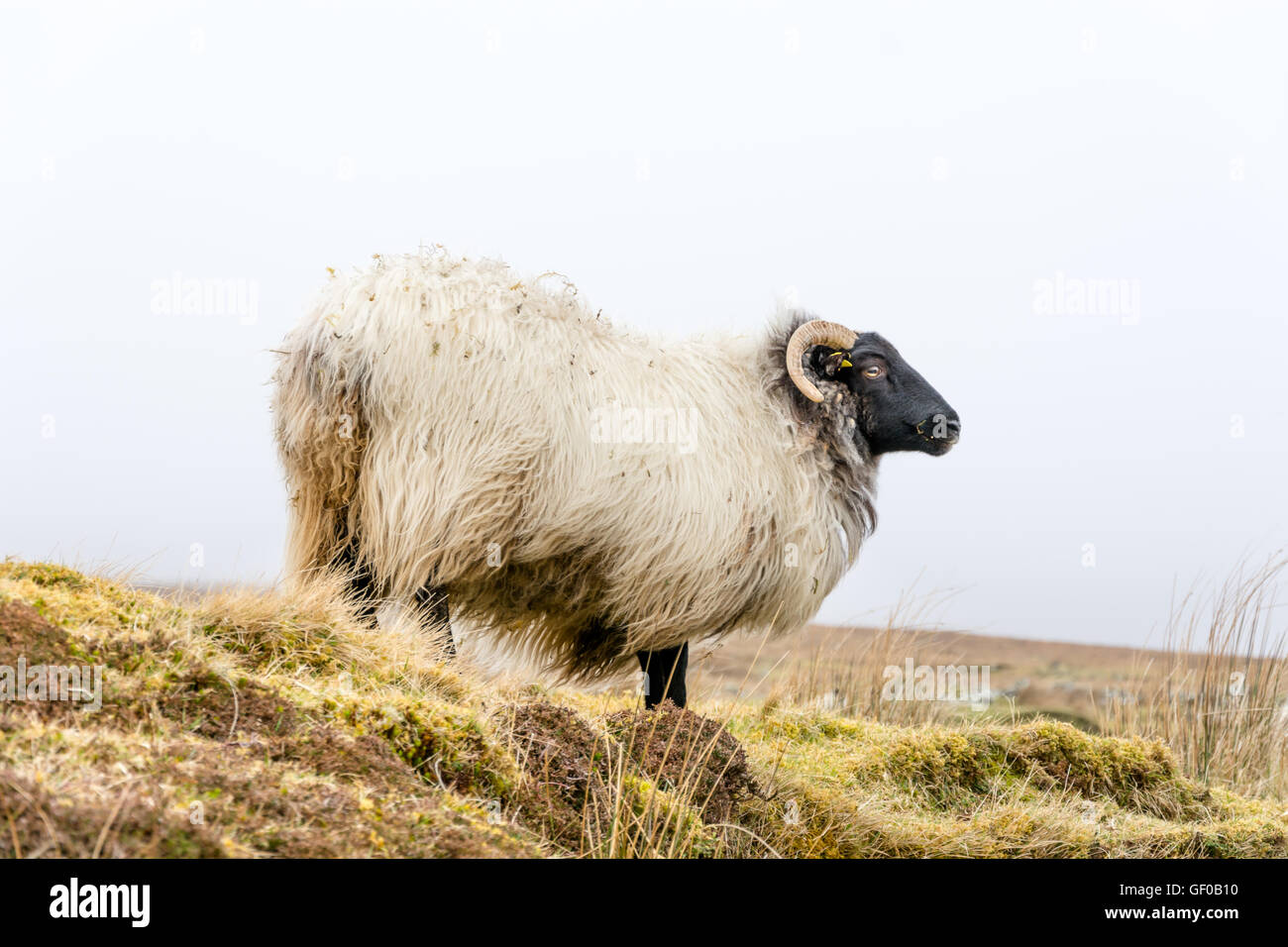 Diverses images de moutons, de l'Irlande Banque D'Images