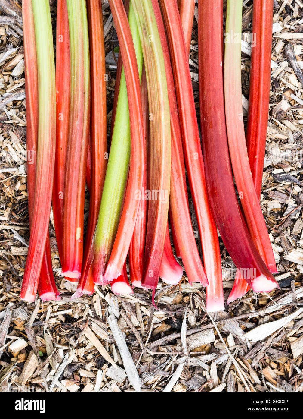 Un tas de rhubarbe (Rheum rhabarbarum mûres tiges ) Banque D'Images