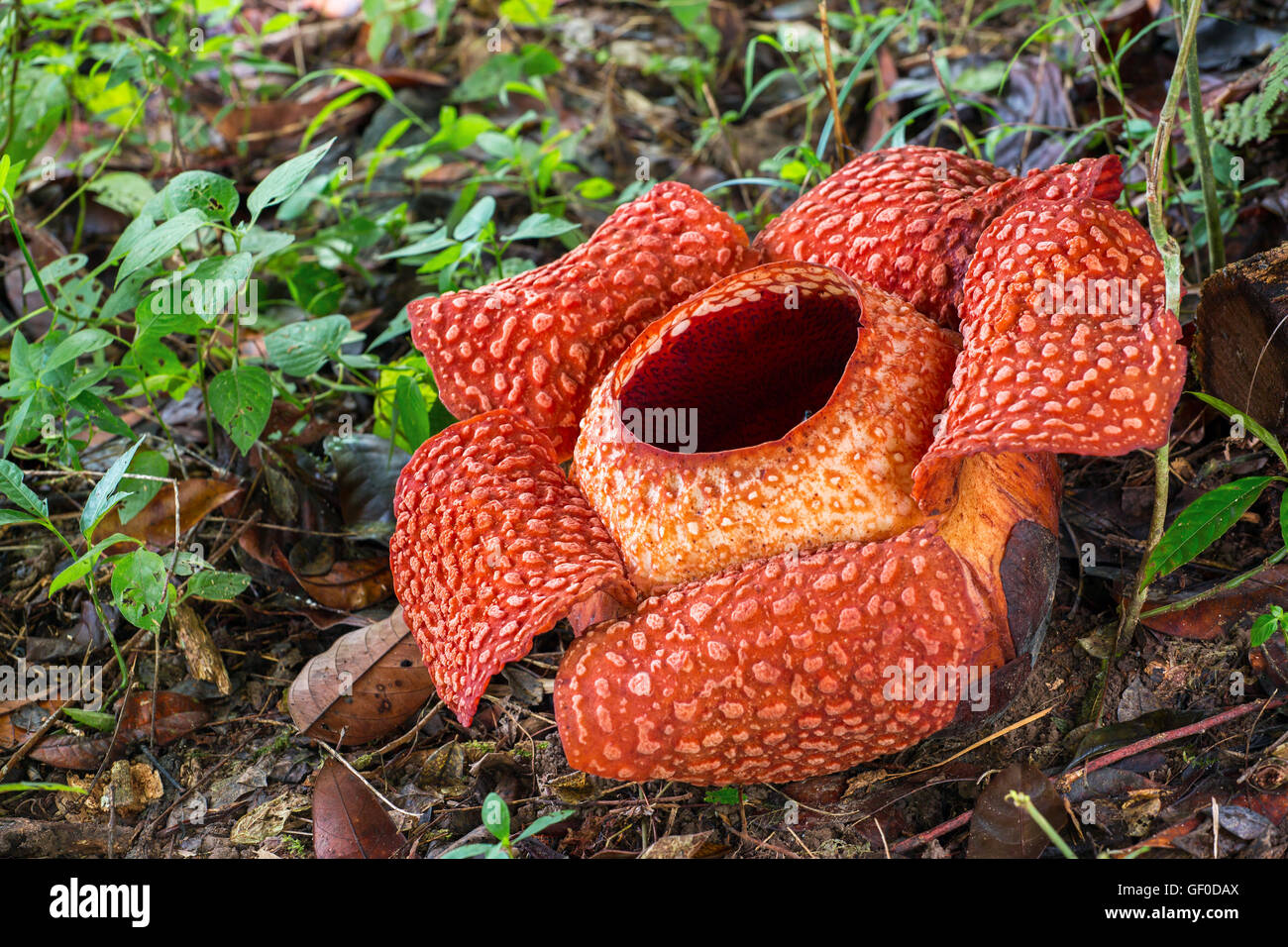 Rafflesia, la plus grande fleur du monde, Sarawak, Bornéo, Malaisie Photo Stock Alamy