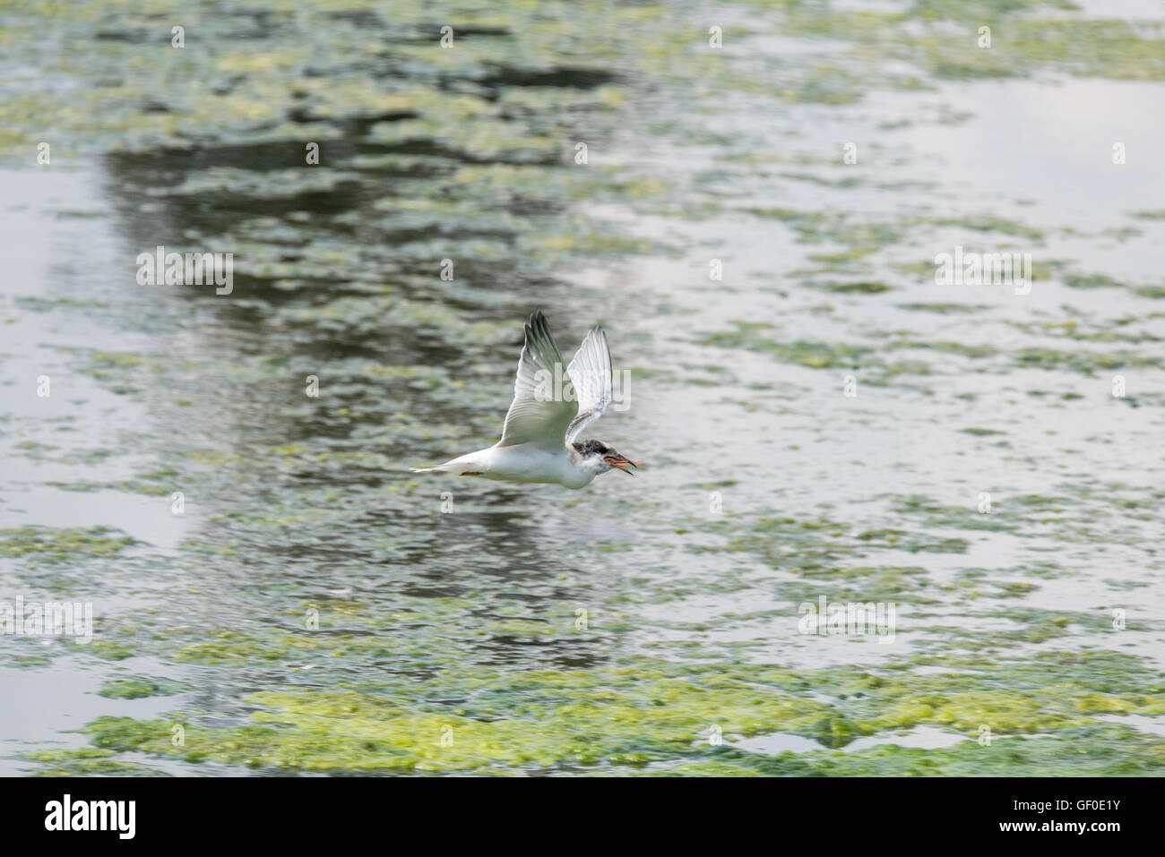 Une véritable politique commune de tour (Sterna hirundo) voler avec un poisson dépasse de son projet de loi Banque D'Images