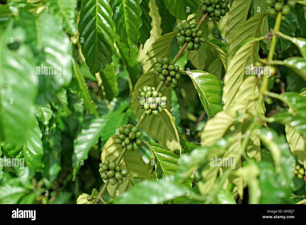 Les jeunes arbres dans les grains de café sur farm Banque D'Images