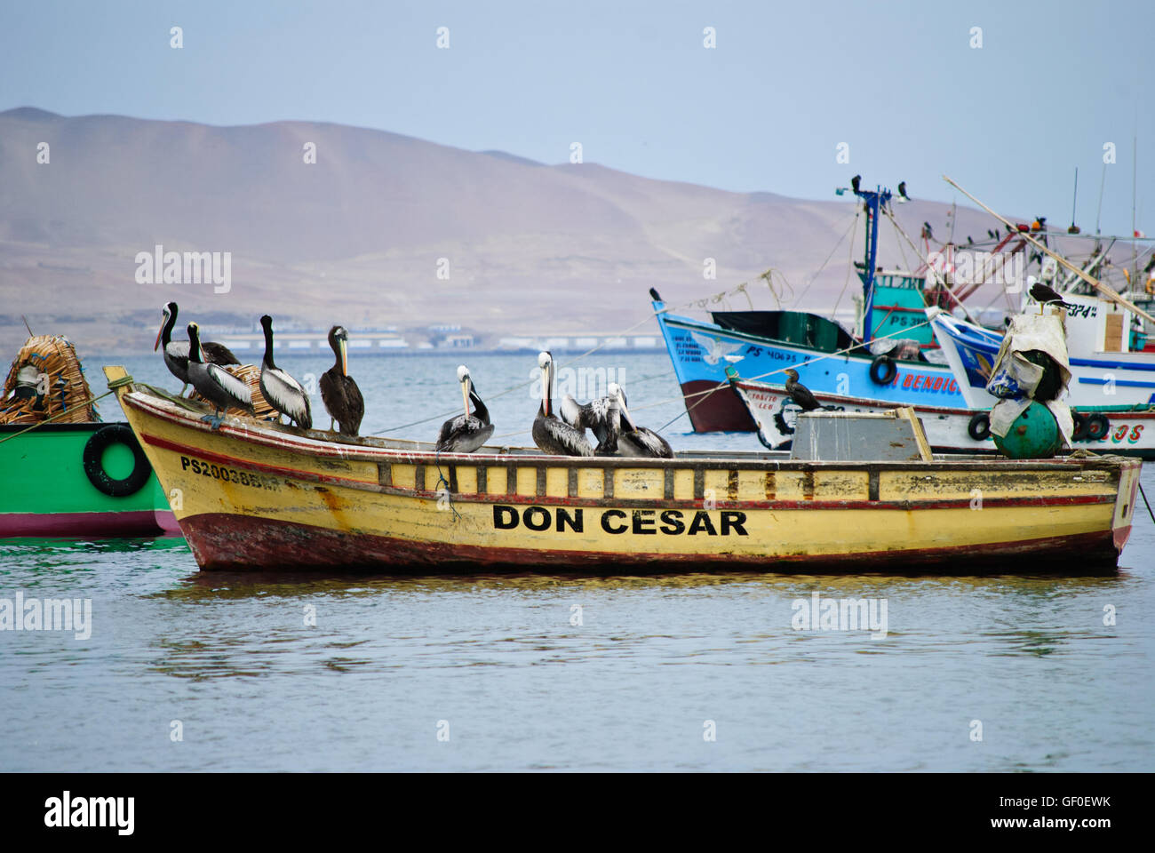 Les pélicans péruviens reposant sur un bateau de pêcheur. Banque D'Images