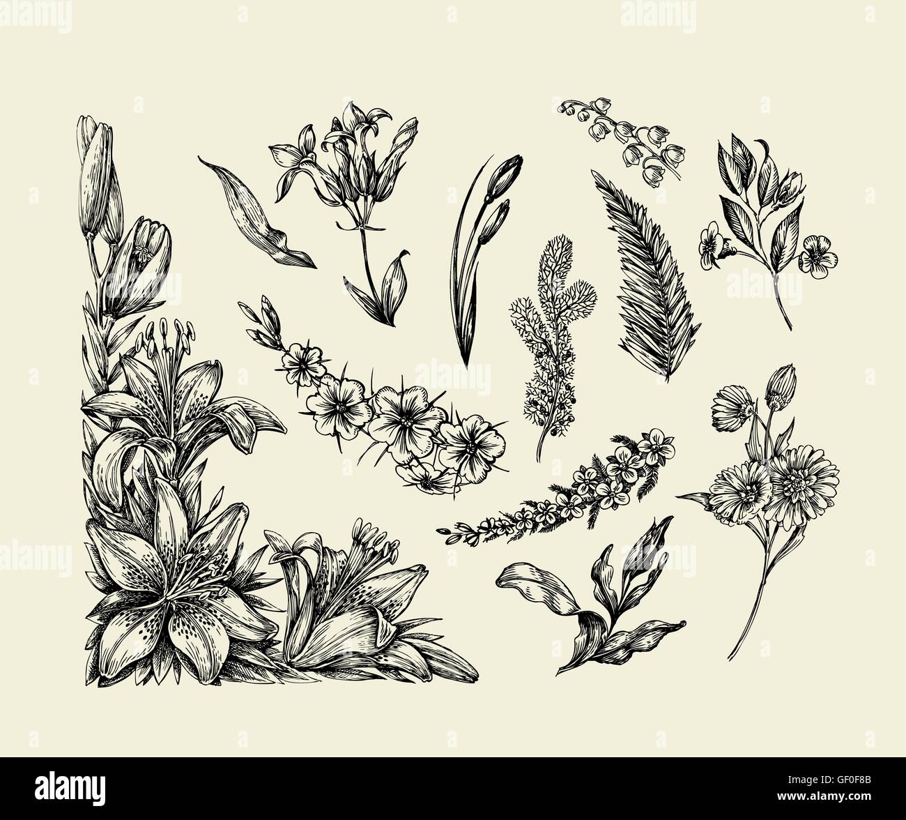 Des fleurs. Croquis dessinés à la main, fleur, Lily, fougère, herbe, herbe, Bracken, Lilia. Vector illustration Illustration de Vecteur