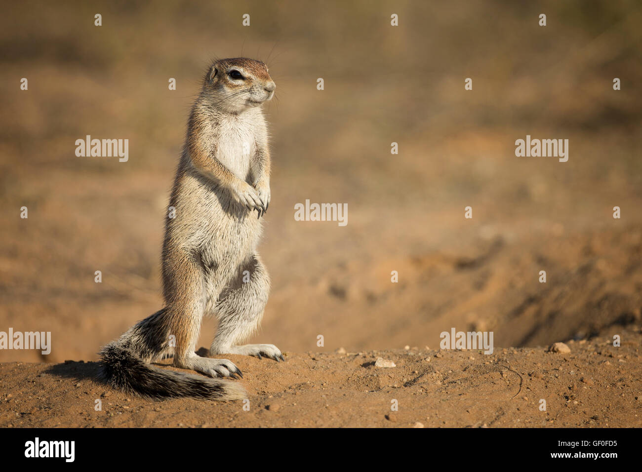 Un cap dans le spermophile Kgalagadi Transfrontier National Park, Afrique du Sud Banque D'Images