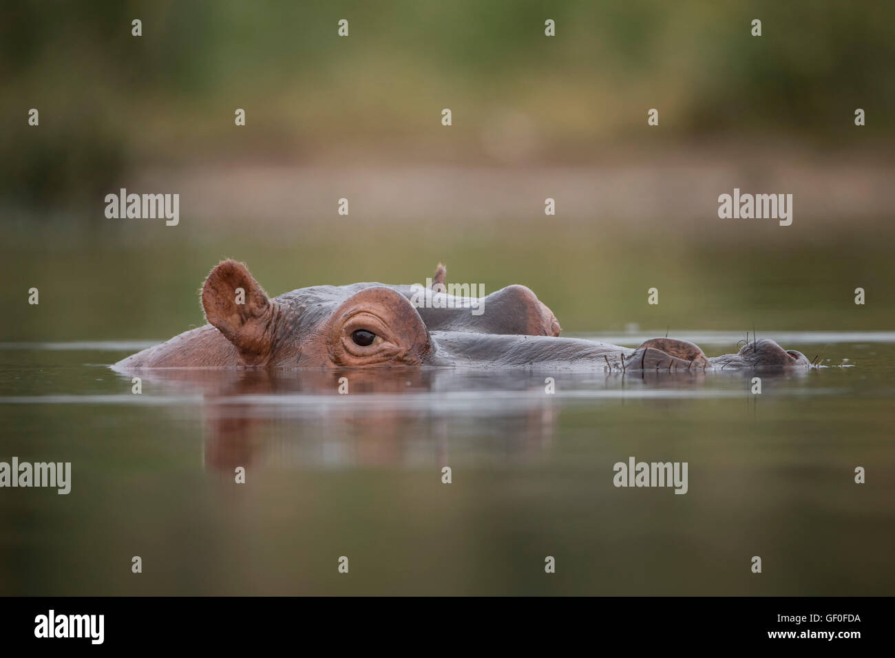 Un hippopotame veille de la sous la surface de la rivière Biyamiti dans le Parc National Kruger, Afrique du Sud. Banque D'Images