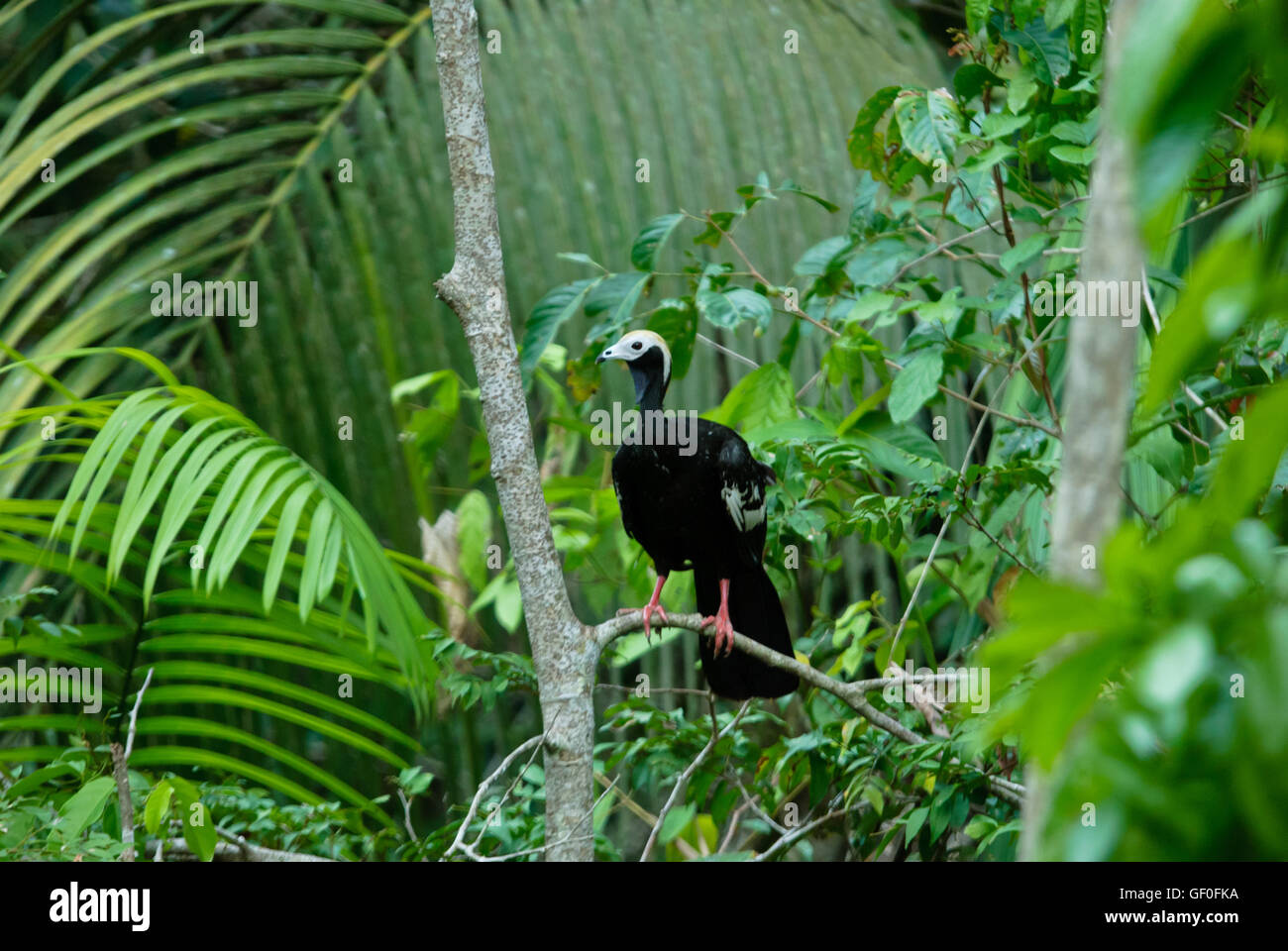 Une tuyauterie à gorge bleue-guan percher sur l'arbre dans la forêt de parc national Manu Banque D'Images